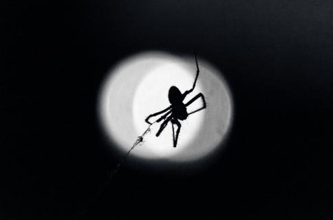 Im Scheinwerferlicht