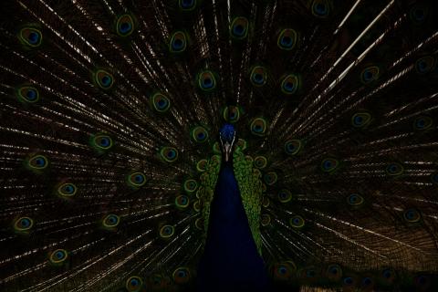 Pfau