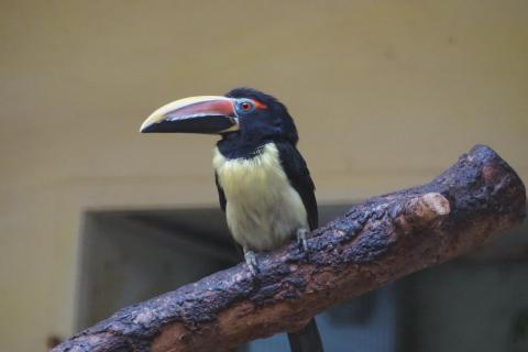 Tukan