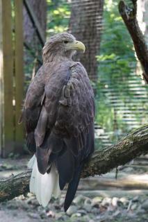 Adler