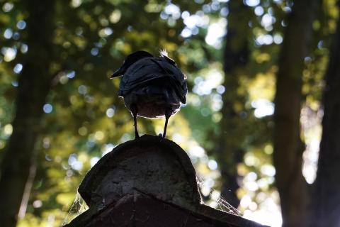 Krähe
