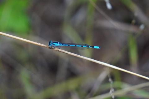 Libelle