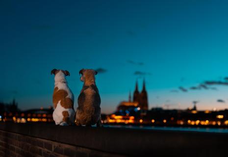Sommernacht