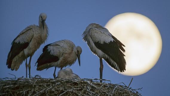 Moonshine serenade for young white storks
