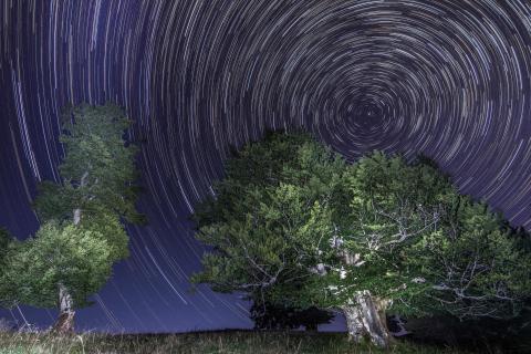 Startrails über alten Buchen