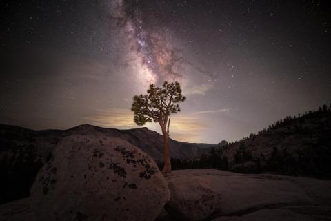 Im Bann der Sterne: Ein Baum im Licht der Milchstraße