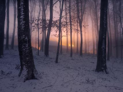 Nachts im Winterwald