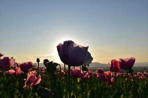 Pinker Mohn 