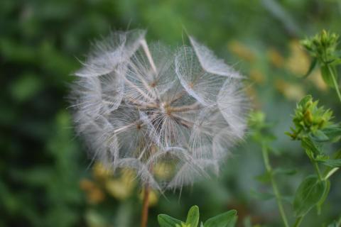 Pusteblume 