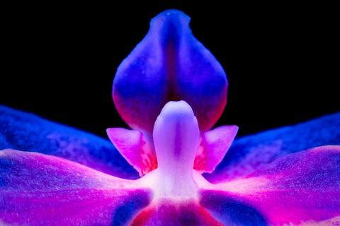Orchidee im Schwarzlicht