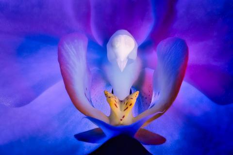 Orchidee Blüte ganz nah