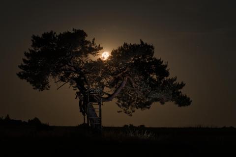 Erdbeermond II
