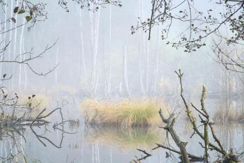 Nebliger Morgen im Moor