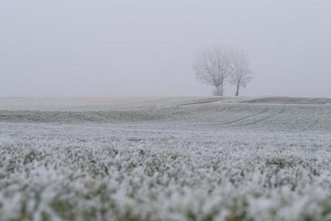 Frost statt Schnee