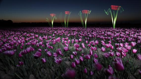 Tulpen bei Nacht