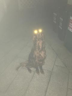 Geisterhund