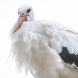 Storch