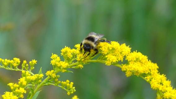 Hummel :-)