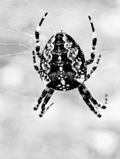 Kreuzspinne 