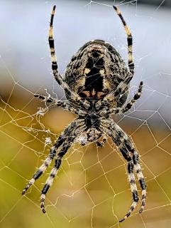 Kreuzspinne 