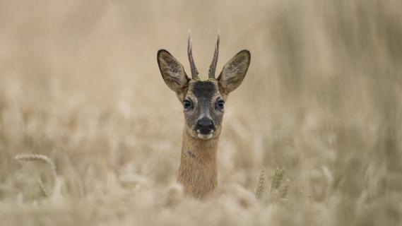  Bock im Kornfeld
