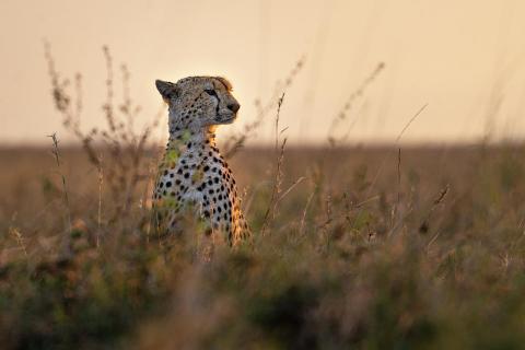 Gepard im Abendlicht