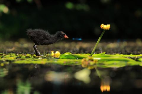 Teichhuhn Küken