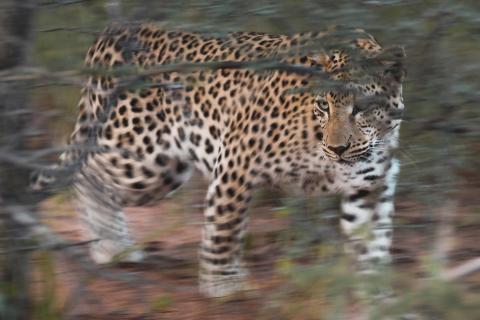 Leopard