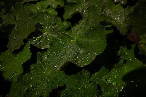 Waterdrops