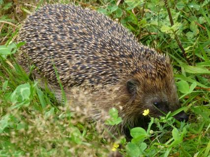 Igel