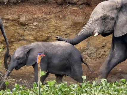 Eisvogel vs Elefant