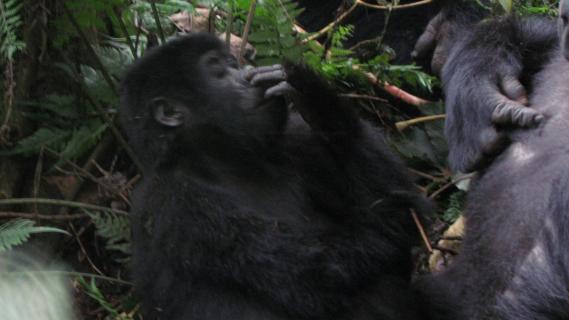 Eiweiß für das Gorillajunge