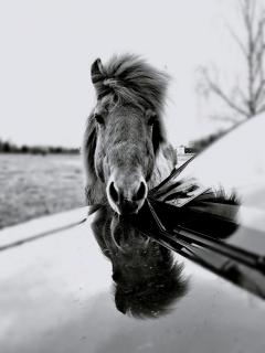 Pferd voll drauf ab