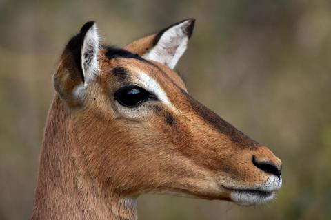 Impala