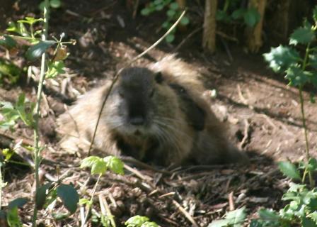 Nutria beim chillen
