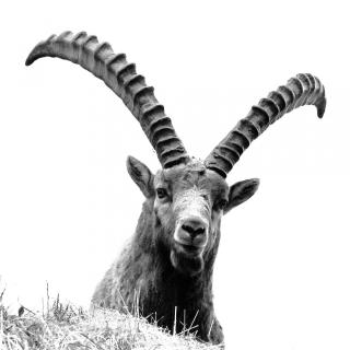 S F König der_Alpen-Renata_Kaufmann-BS