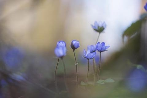 Leberblümchen