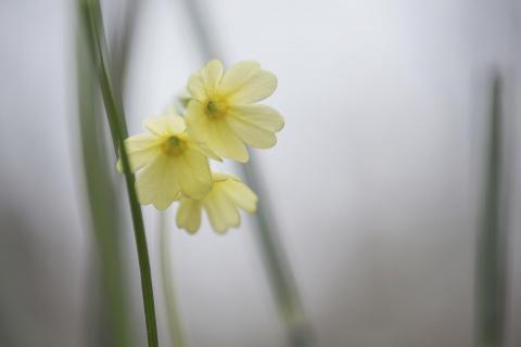 Schlüsselblume