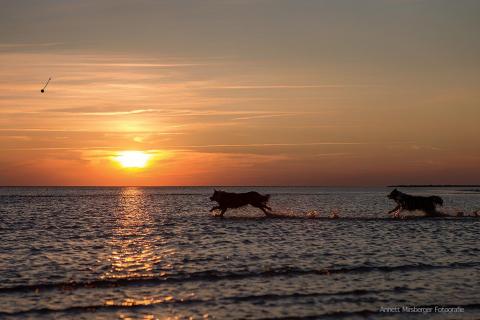 Wettrennen im Sonnenuntergang