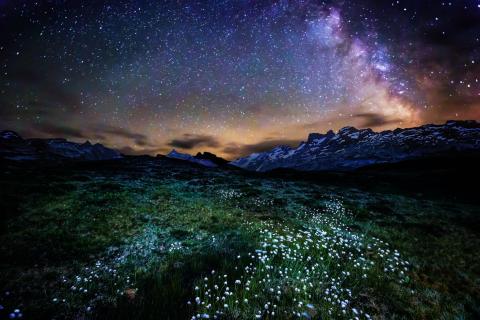 Milkyway flowers