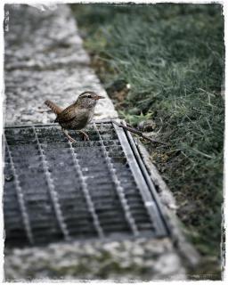 Wren