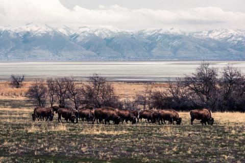Buffalos of Antelope Island