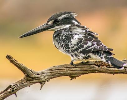 Kingfisher