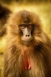 Gelada