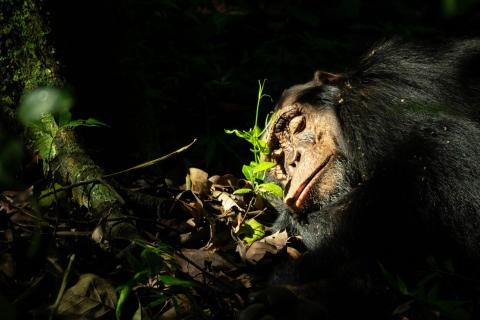 Schlafender Schimpanse