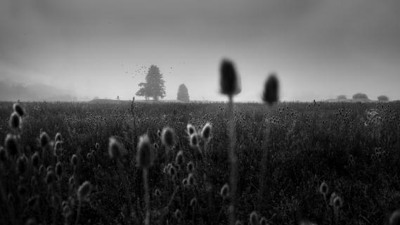 Faible für Nebel