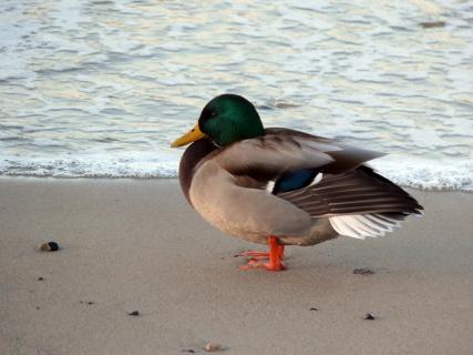 Close-Up Of Mallard Duck On Sea Shore