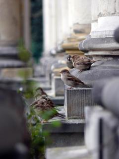 Sparrows On Wall