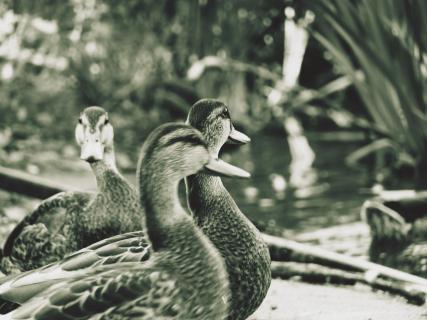 Close-Up Of Ducks At Lakeshore