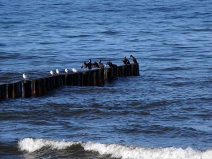 Seagulls And Cormorants Perching On Wooden Post In Sea